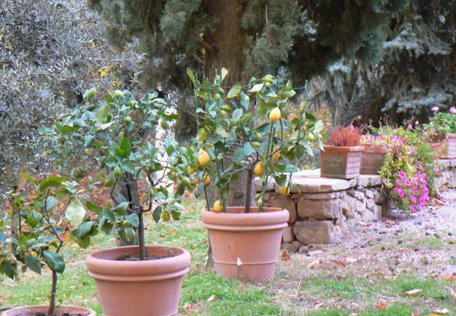 Ferienwohnung in Monte San Savino - Villa Ceppeto Fienile Ferienwohnung in Monte San Savino - Villa Ceppeto Fienile