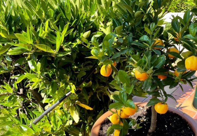 Apartment in Tignale - Flair - Theater Home, with pool and marvellous lake view Apartment in Tignale - Flair - Theater Home, with pool and marvellous lake view